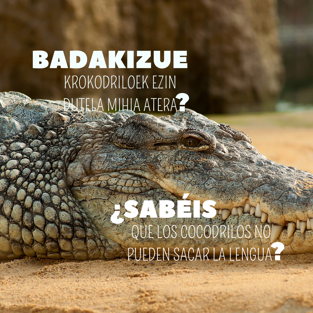 //texto imagen: ¿Sabéis que los cocodrilos no pueden sacar la lengua? Badakizue krokodiloek ezin dutela mihia atera?//
